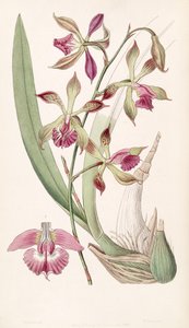 Encyclia plicata (as syn. Epidendrum plicatum) by Miss Drake